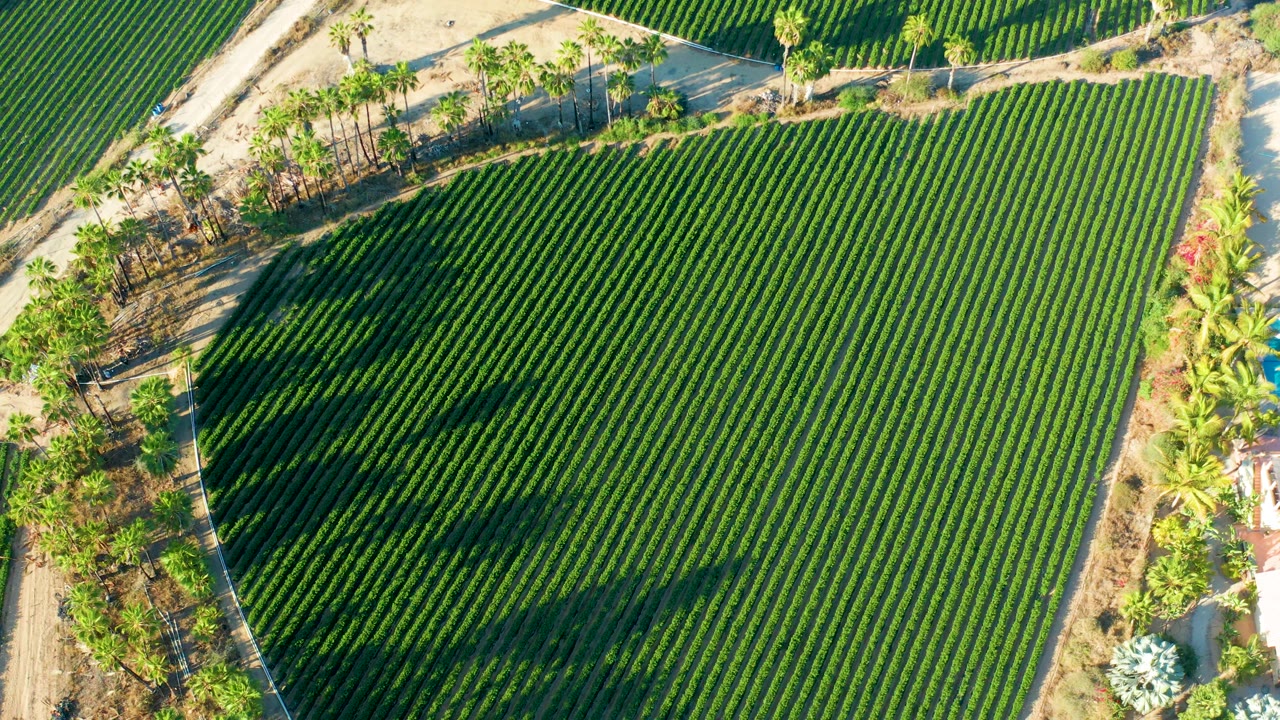 Overhead view in Todos Santos with dense green field rows, a pale sandy path near the top edge, palms at the border, and no visible people.