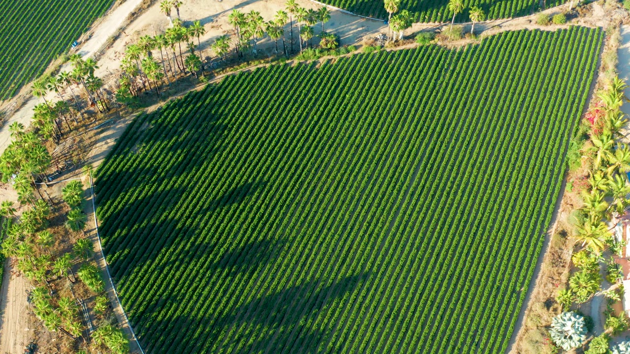 Aerial frame from Todos Santos showing a large block of green crop rows, dark palm shadows, dry paths, and border vegetation with no visible people.
