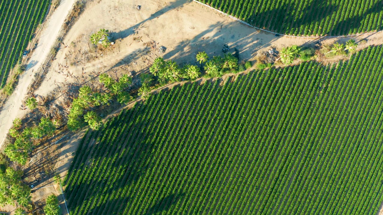 Overhead farm rows beside a pale dirt road and sandy tree area.