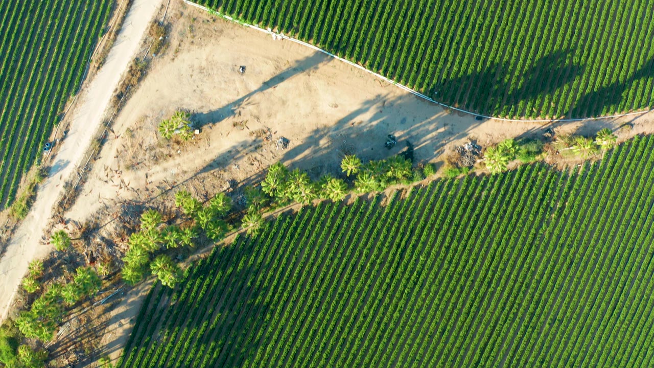 Aerial frame over Todos Santos farmland with the dirt road nearer the left center, dense green rows on both sides, sandy ground, long tree shadows, and no visible people.