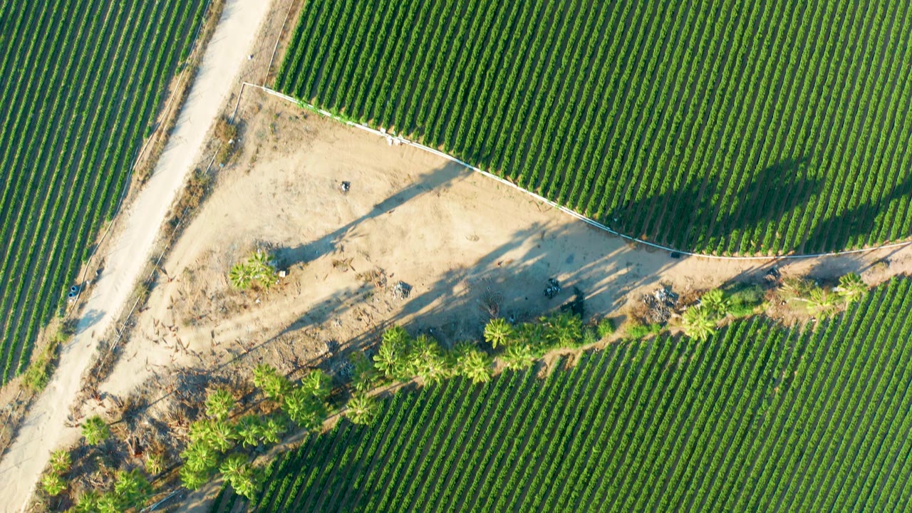 Overhead Todos Santos agriculture view with a diagonal dirt road, tightly spaced green rows, a curved sandy edge, tree shadows, and no visible people.