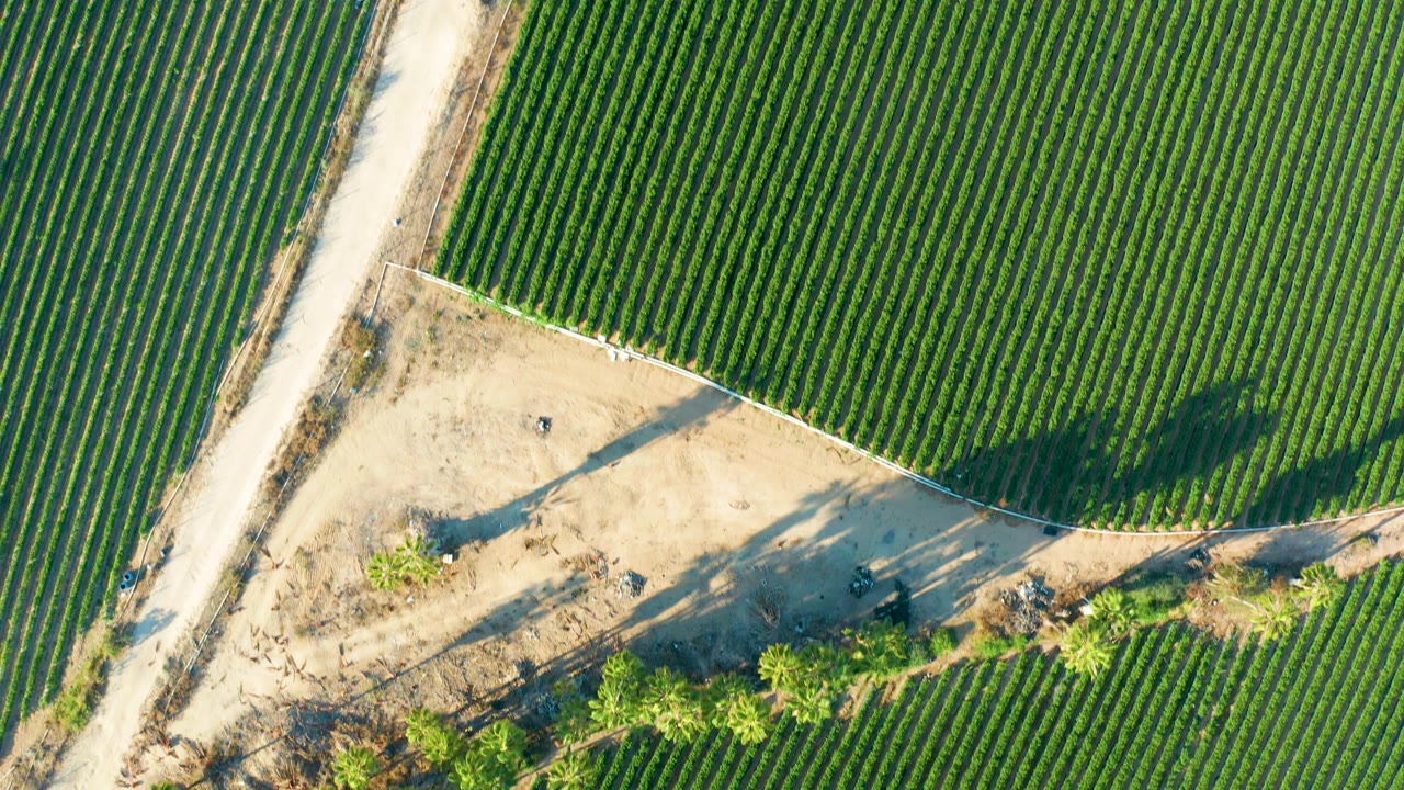 Mid-clip overhead frame in Todos Santos showing the dirt road along the left side, green planted rows filling most of the view, sandy open ground, trees, and no visible people.