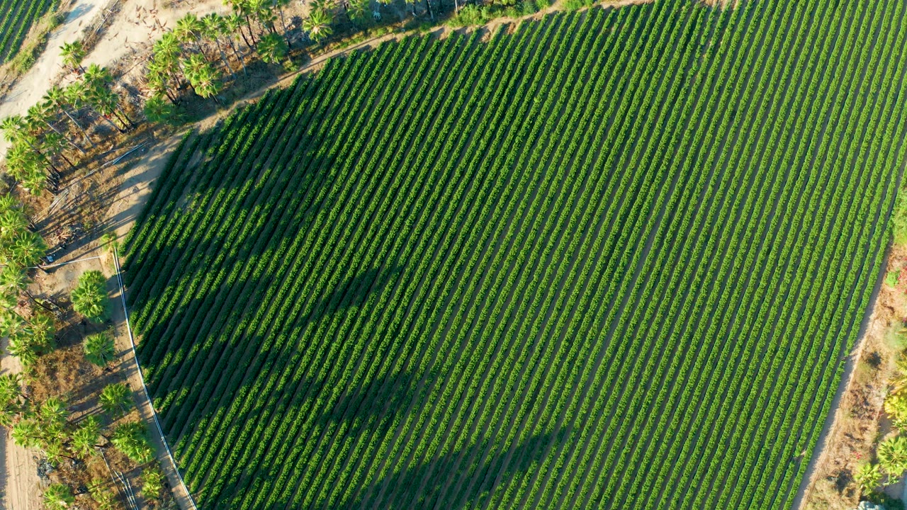 Overhead view in Todos Santos, Baja California Sur of dense green crop rows beside a pale dirt road, with tree shadows stretching across the field and no visible people.