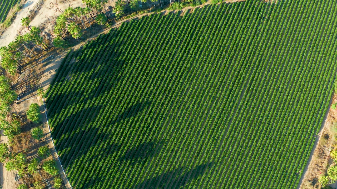 Aerial frame from Todos Santos, Baja California Sur showing straight green crop rows with dark tree shadows crossing from the roadside edge and no visible people.