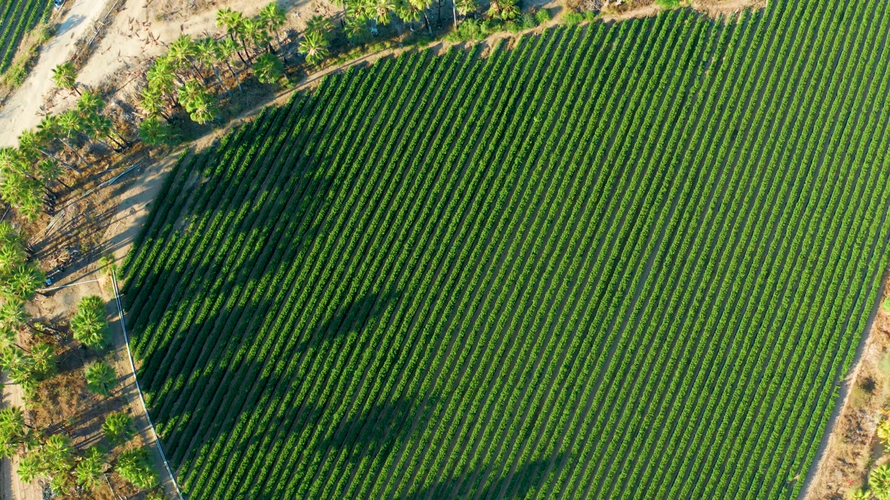 High overhead view in Todos Santos, Baja California Sur with the green rowed field dominating the frame and a dry dirt road with scattered trees along the upper edge, no visible people.