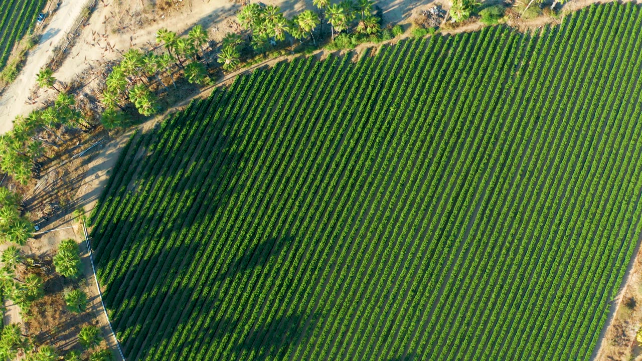 Drone-style overhead view in Todos Santos, Baja California Sur of tightly spaced green rows, roadside trees, and broad shadows crossing the crop area, with no visible people.