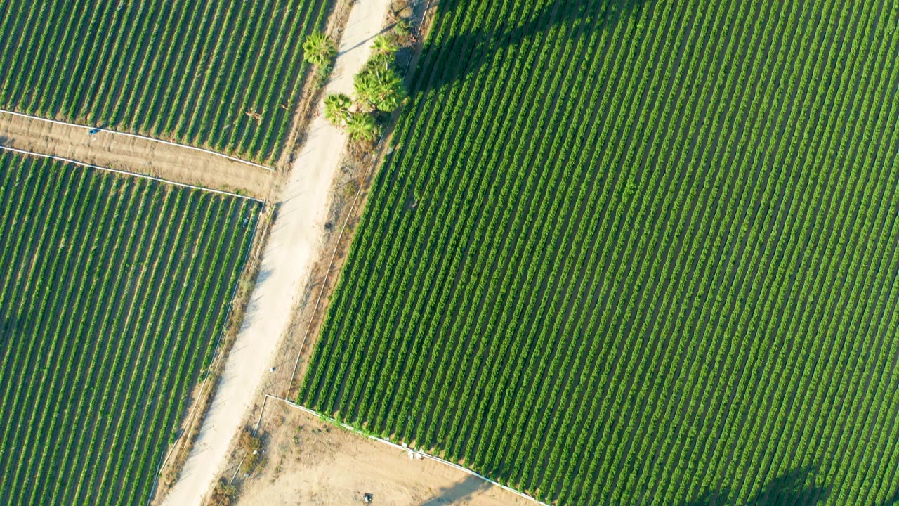 Overhead view in Todos Santos, Baja California Sur of green crop rows bordered by pale dirt roads, with long tree shadows crossing the fields and no visible people.