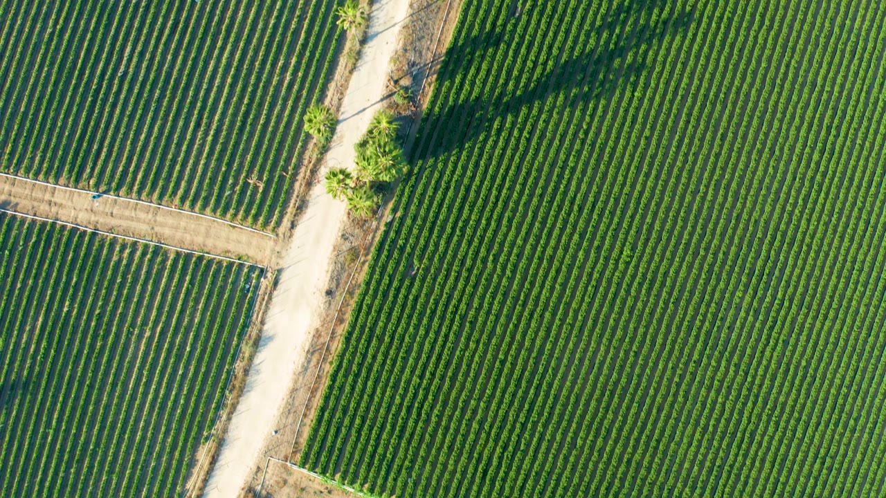Aerial frame in Todos Santos, Baja California Sur showing dense green crop rows beside a nearly vertical dirt road, small roadside trees, dry borders, and no visible people.
