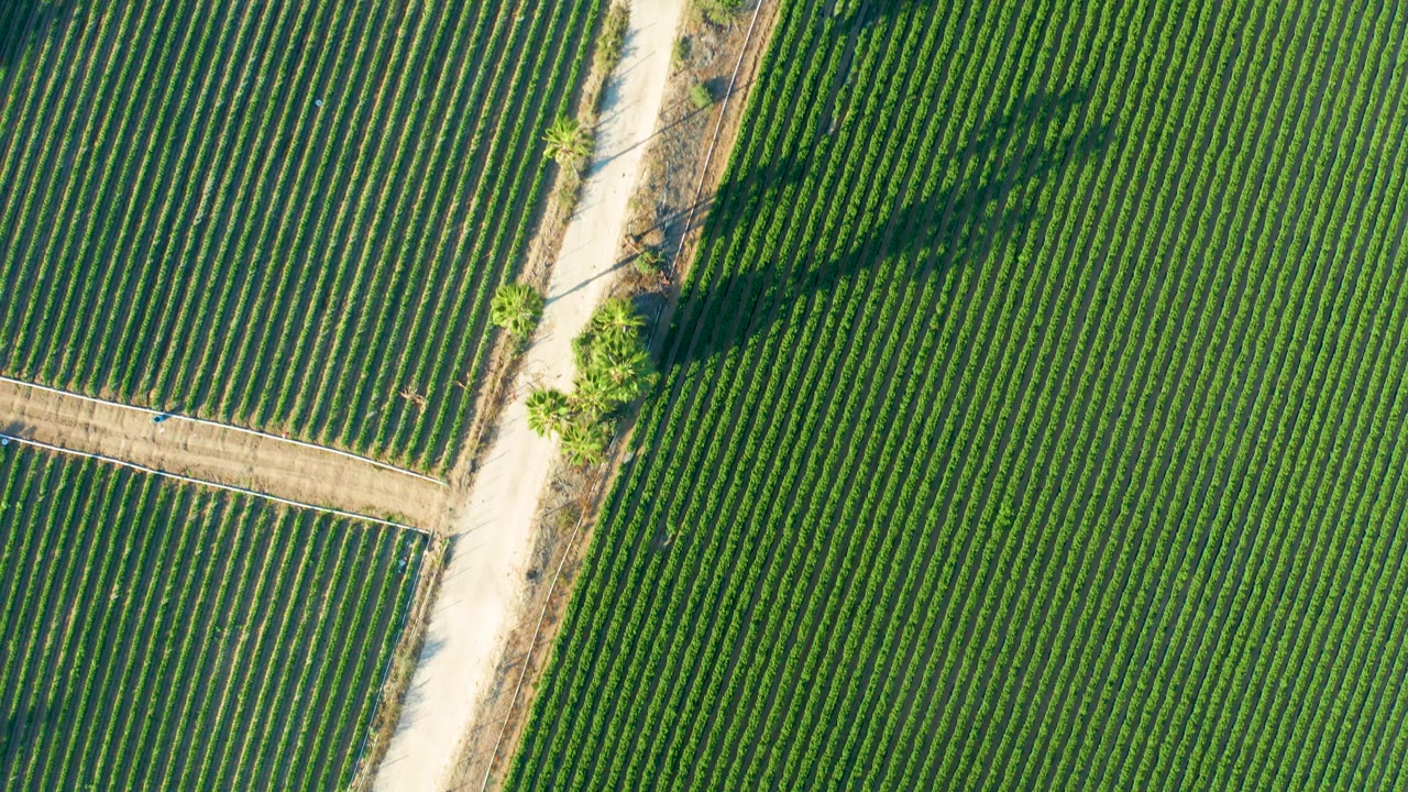 Top-down view in Todos Santos, Baja California Sur of parallel green crop rows, pale dirt tracks, angled tree shadows, and no visible people.