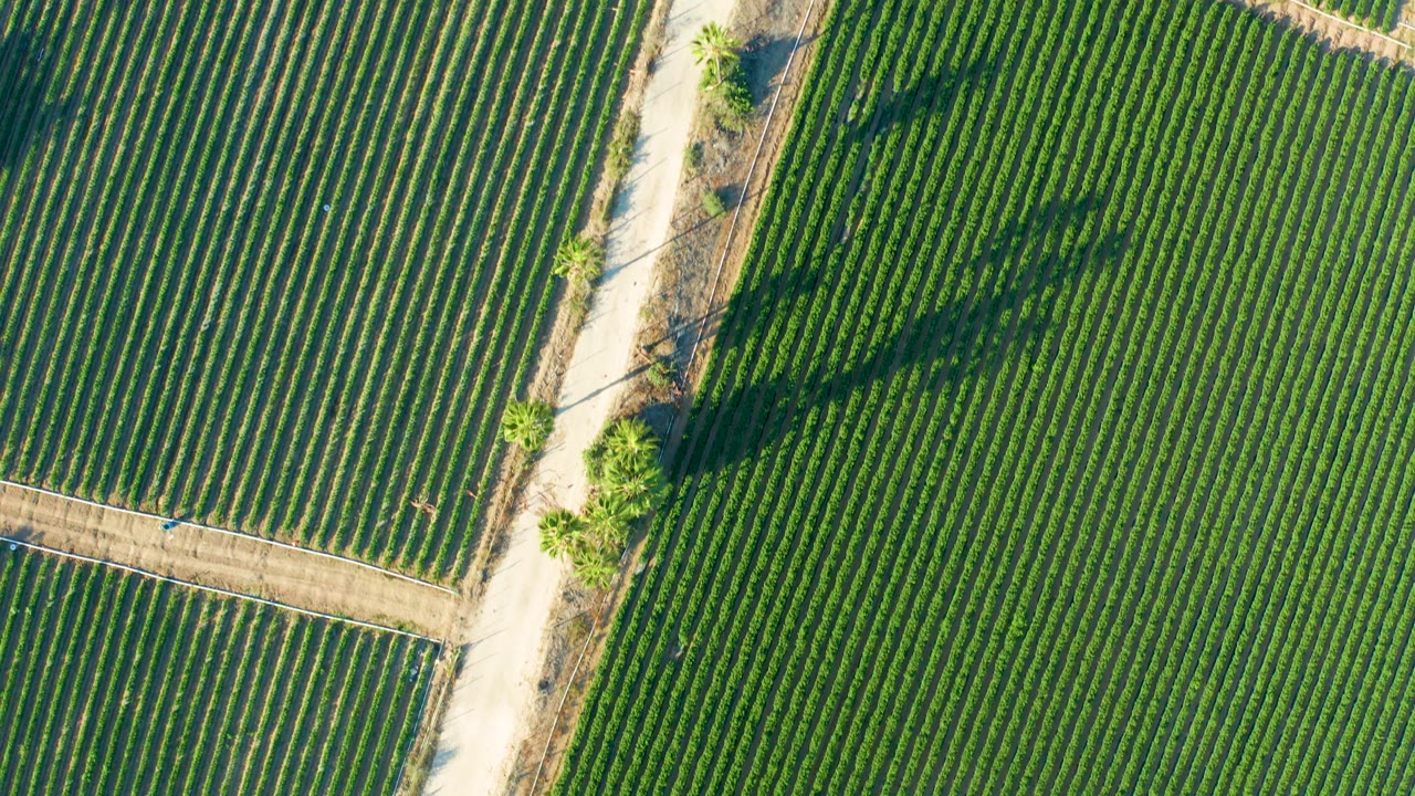Green field rows beside a dirt road with trees and long shadows.
