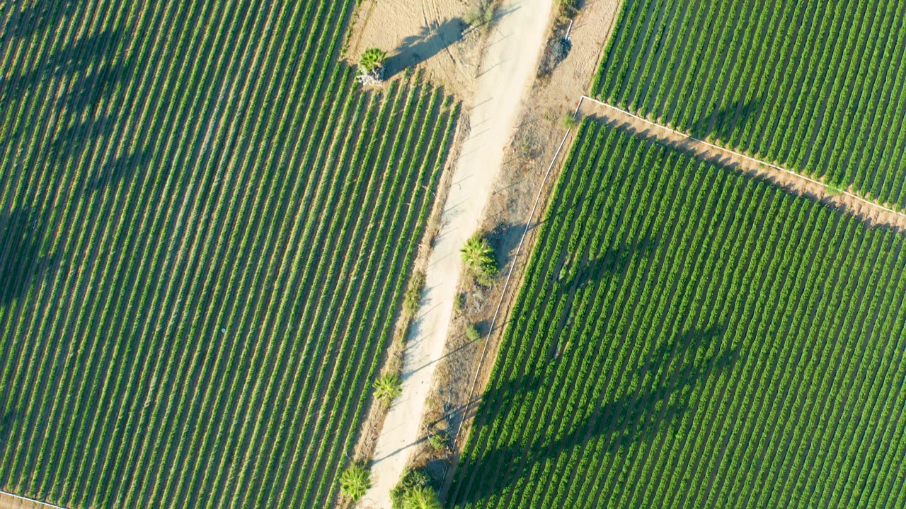 Top-down view of vineyard rows in Todos Santos, Baja California Sur, with pale dirt roads, dry soil strips, long tree shadows, and no visible people.
