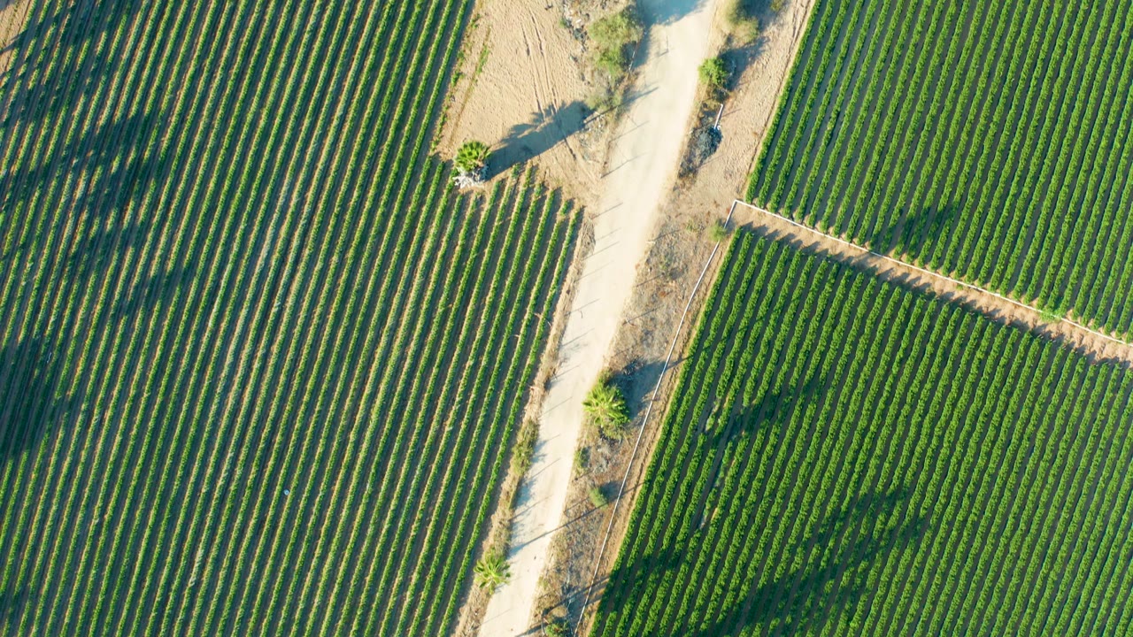Aerial frame over Todos Santos vineyard blocks with a curving pale dirt road, green crop rows, dry field edges, and no visible people.