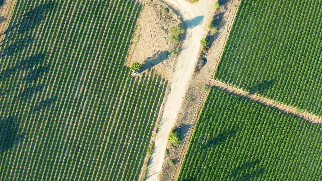 High overhead view in Todos Santos showing dense vineyard rows, a pale dirt-road junction starting to enter frame, tree shadows, and no visible people.