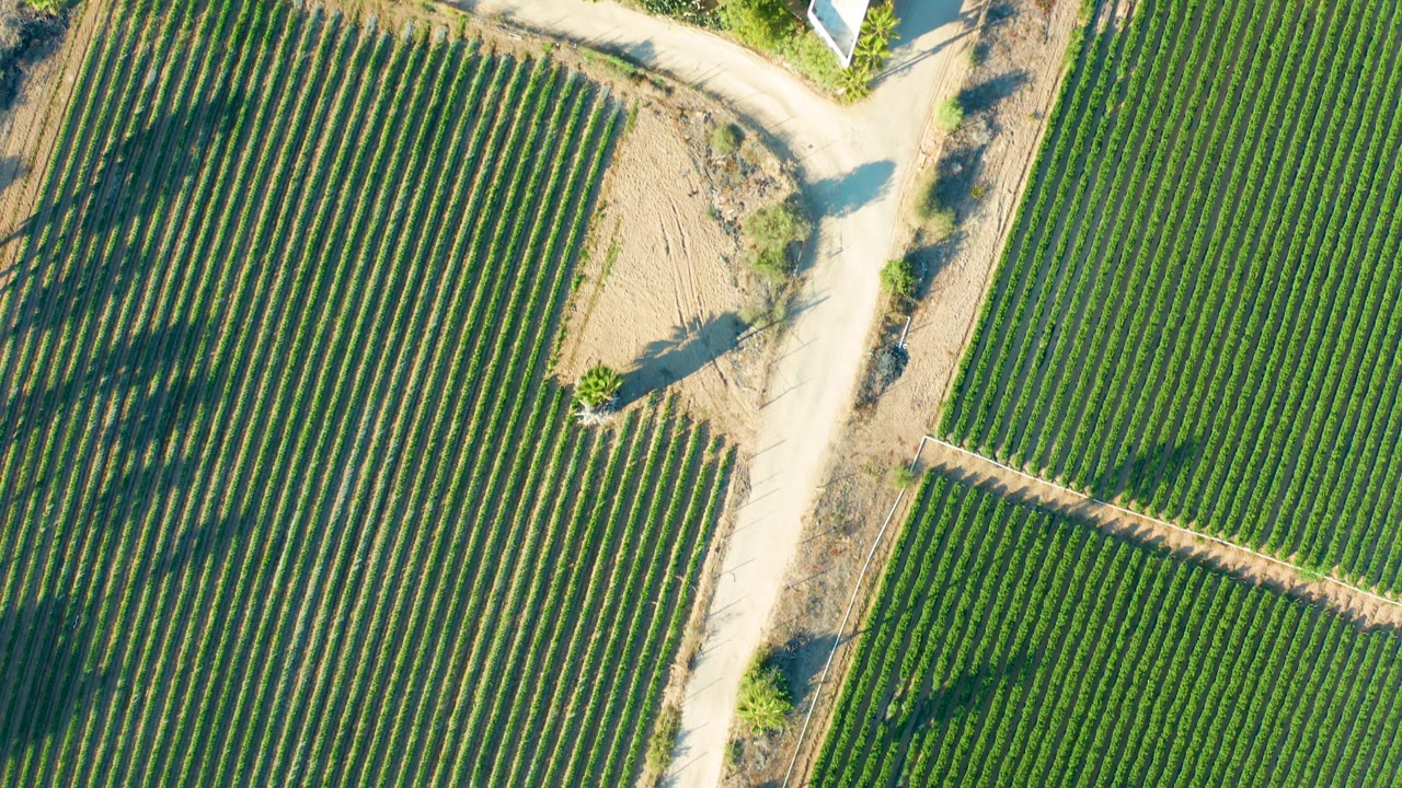 Y-shaped dirt road intersection beside vineyard fields.