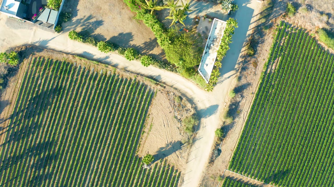 Top-down aerial view in Todos Santos, Baja California Sur, showing green crop rows, pale dirt roads, white-roofed farm buildings, trees, and no visible people.