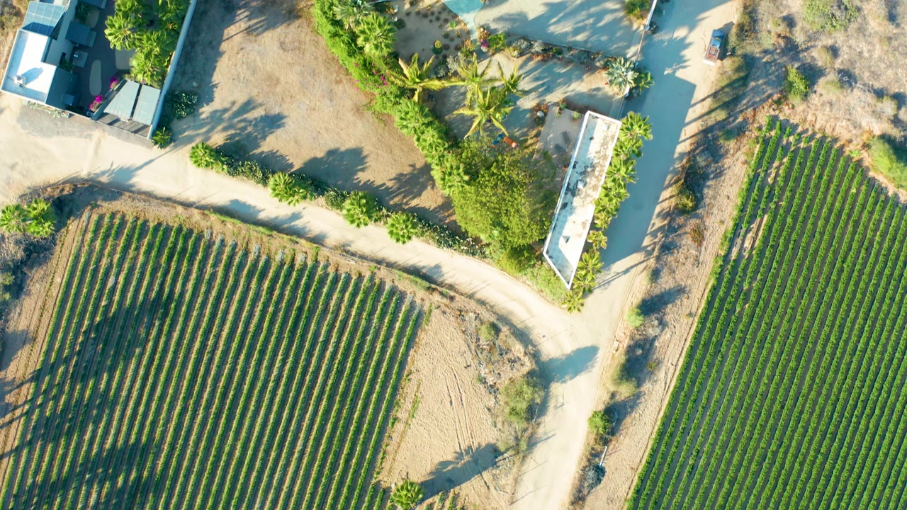 Crop rows and dirt lane seen from directly above.