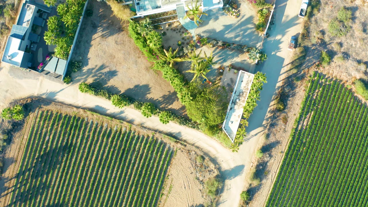 Overhead view in Todos Santos with white buildings, palm trees, a dirt road junction, green planted rows, dry scrub, and no visible people.