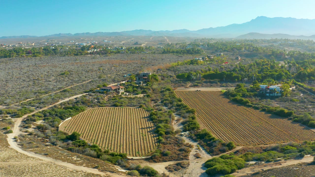 Aerial frame in Todos Santos, Baja California Sur showing two planted field blocks divided by scrub and dirt roads, with small buildings and no visible people.