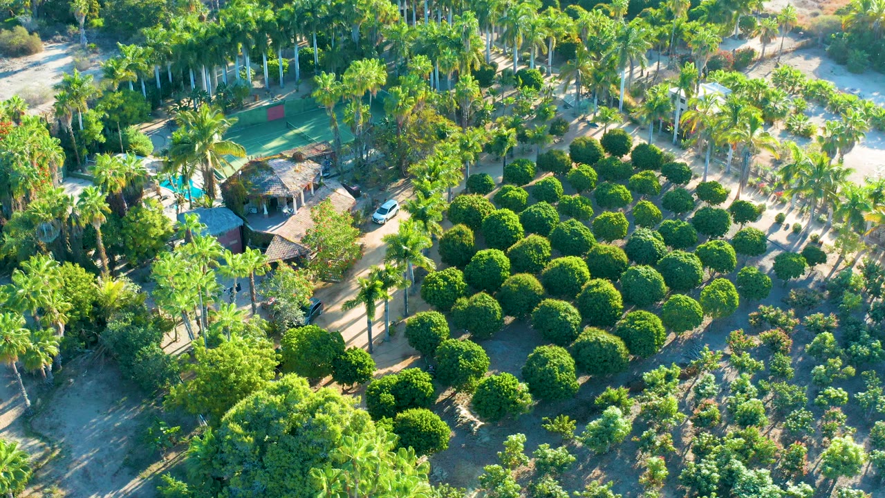 Opening aerial frame over a Todos Santos residential garden with a turquoise pool at left, round green hedges in the center, palms around the property, and no visible people.