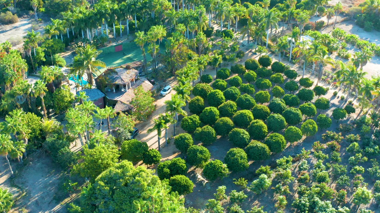 Aerial frame in Todos Santos showing the pool and shaded roof structures on the left, a grid of rounded hedges across the middle, tall palms, garden beds, and no visible people.