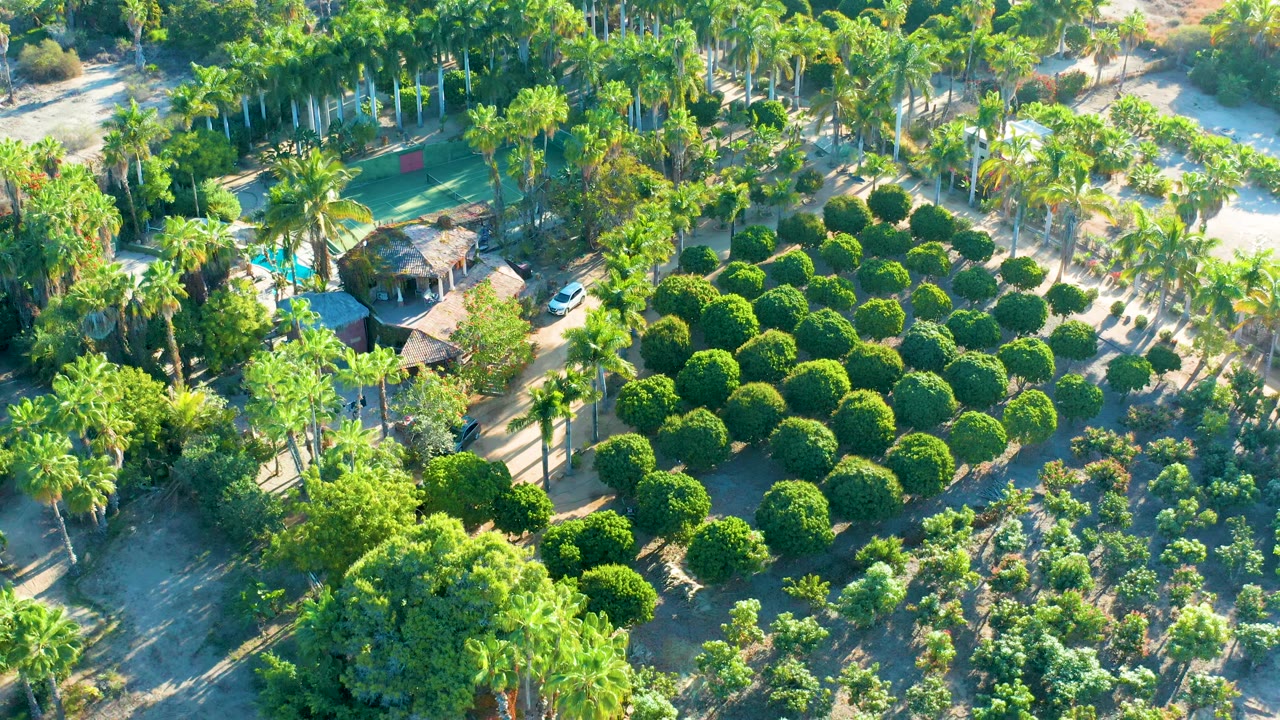 Aerial view of a tree nursery with round trees, palms, sandy ground, and shade structures.
