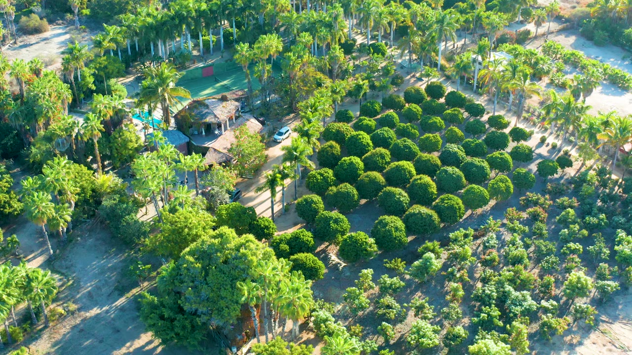 Aerial frame in Todos Santos showing the nursery from above, with palms and a small structure at the upper left, round trees near center, exposed sand to the right, and no visible people.