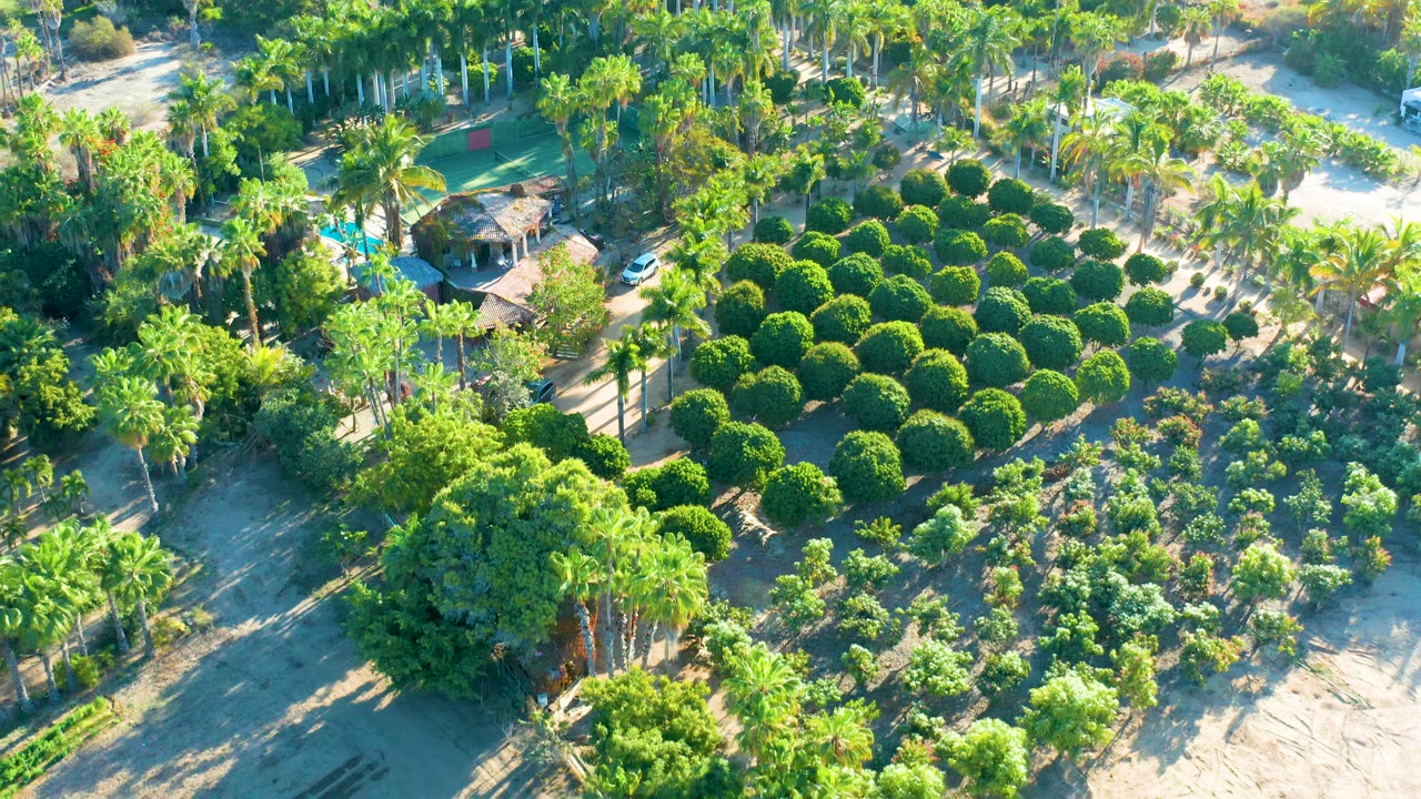 Mid-clip aerial frame over the Todos Santos nursery, with rounded tree canopies grouped at left-center, smaller trees to the right, a bright sandy clearing at the lower right, and no visible people.