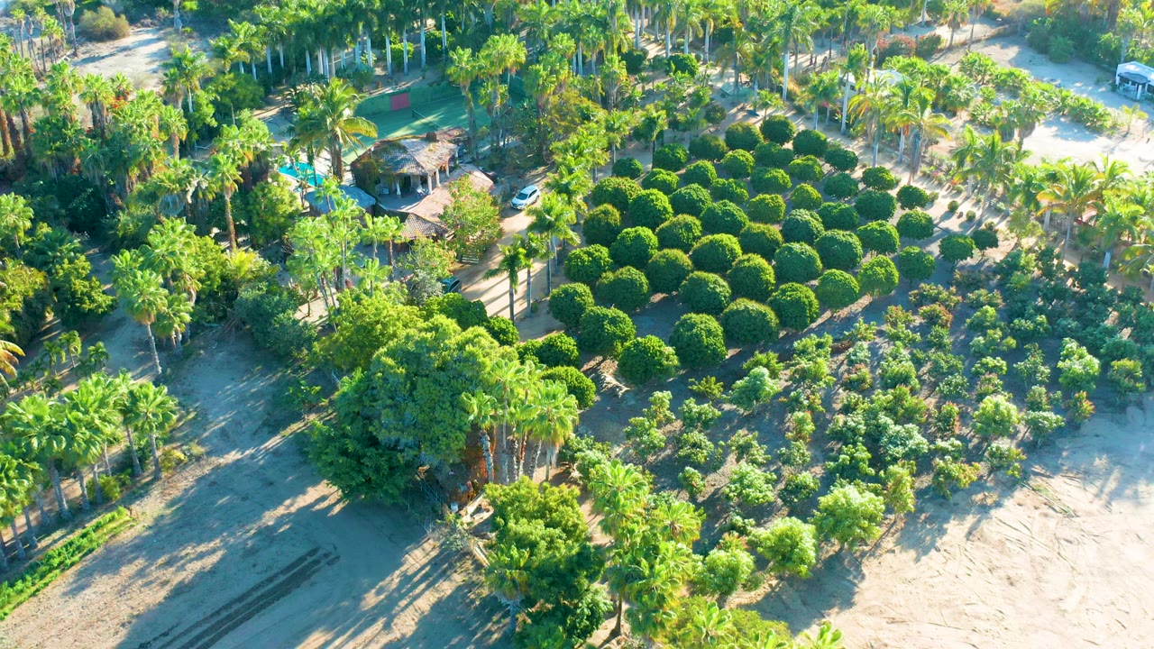 Later aerial frame in Todos Santos showing tall palm rows, a block of round trees, smaller nursery plants, open sandy ground at the right and bottom, and no visible people.