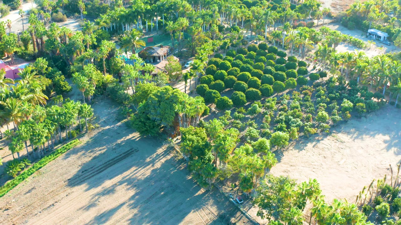 Opening aerial frame over Todos Santos, Baja California Sur, showing palm trees, bright green planted rows, sandy open ground, small buildings, and no visible people.