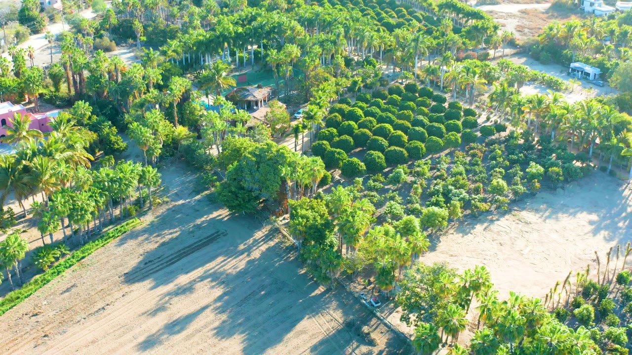 High aerial view of dense palms, crop rows, sandy clearings, and structures.