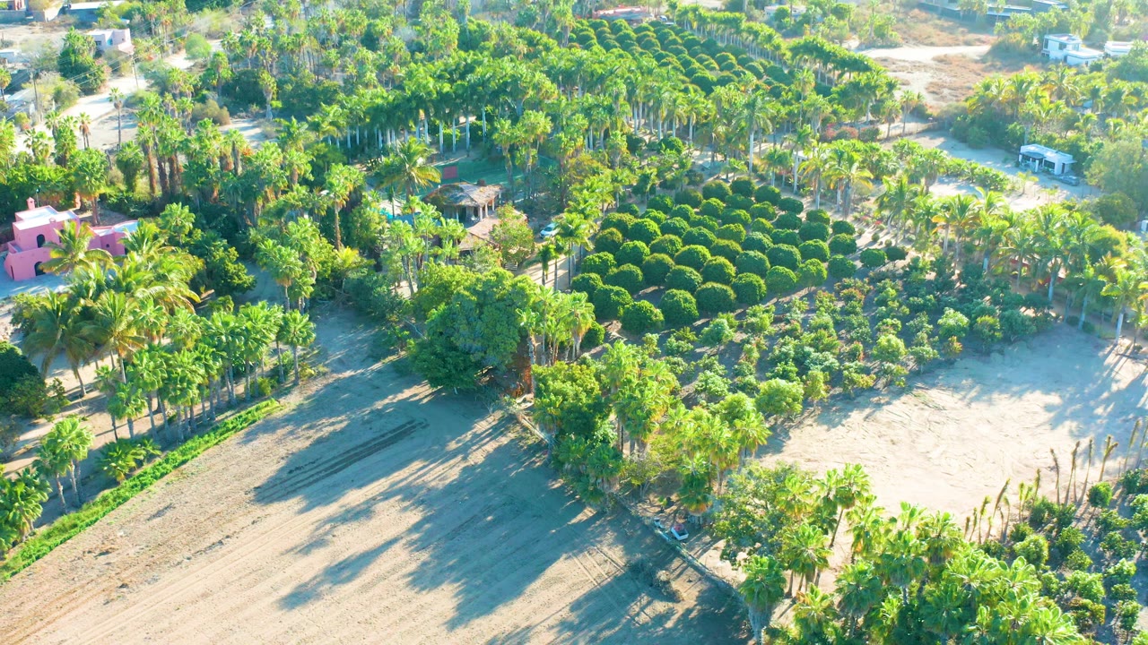 Mid-clip aerial frame over Todos Santos showing a small pink building among palms, ordered green rows, sandy lots, long shadows, and no visible people.