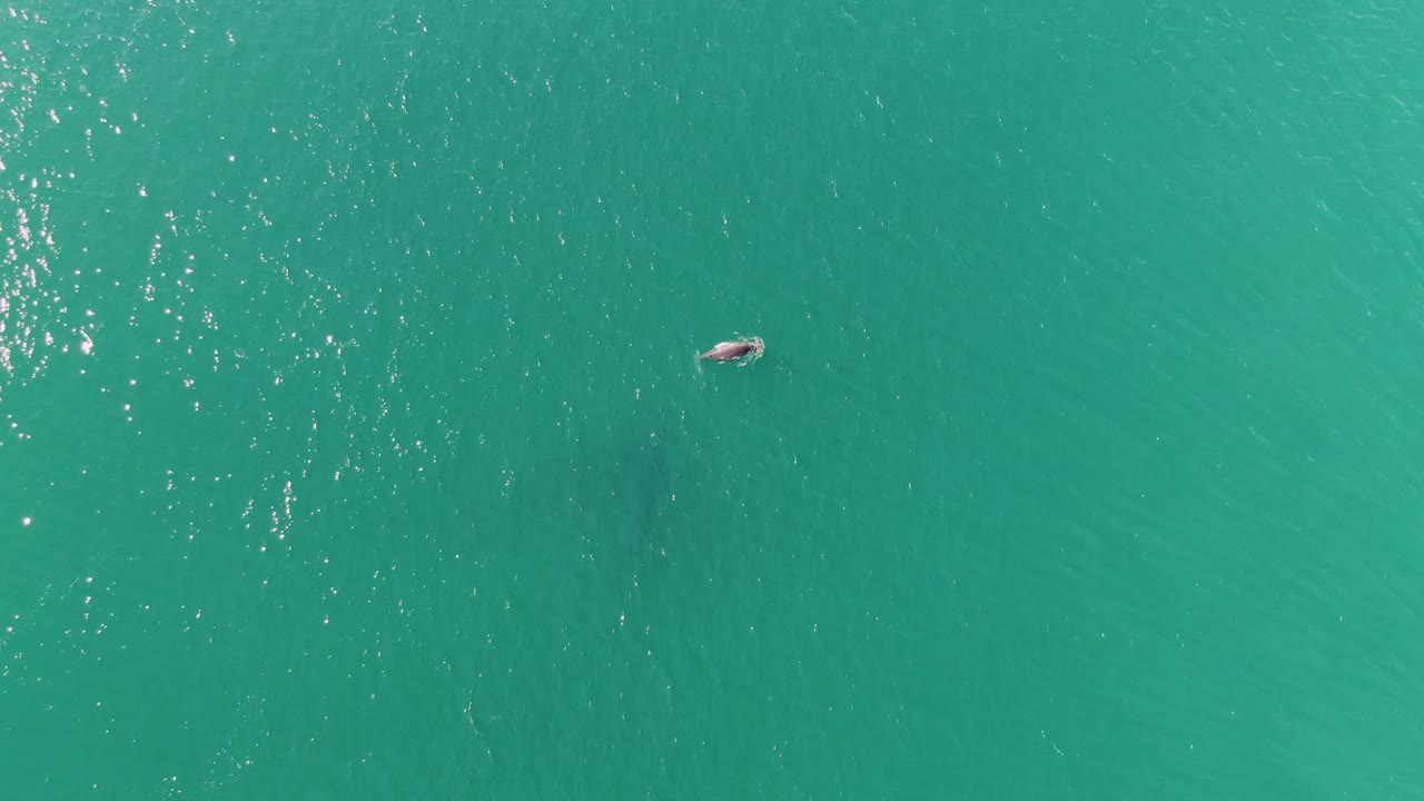 Overhead frame from Punta Gorda Beach, Baja California Sur showing a small swimmer near the upper left in clear turquoise water with scattered sunlight reflections.