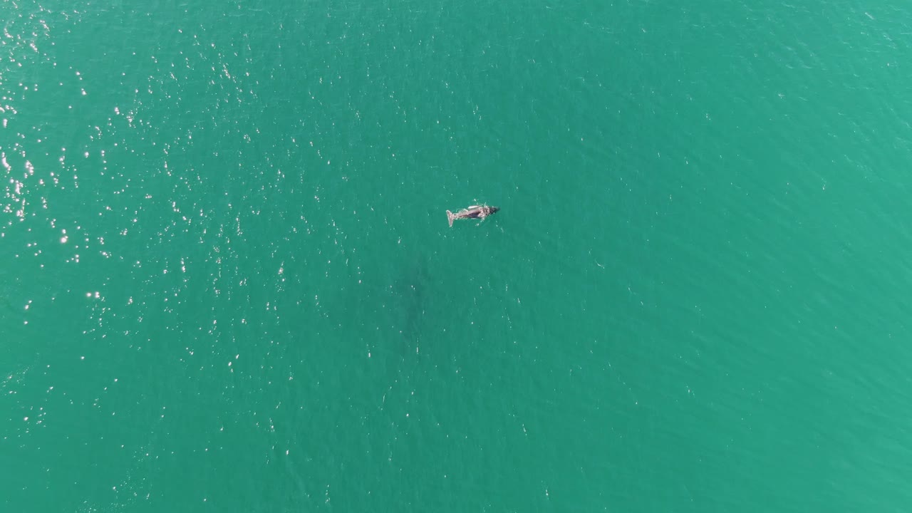 Small swimmer crossing clear turquoise water from above