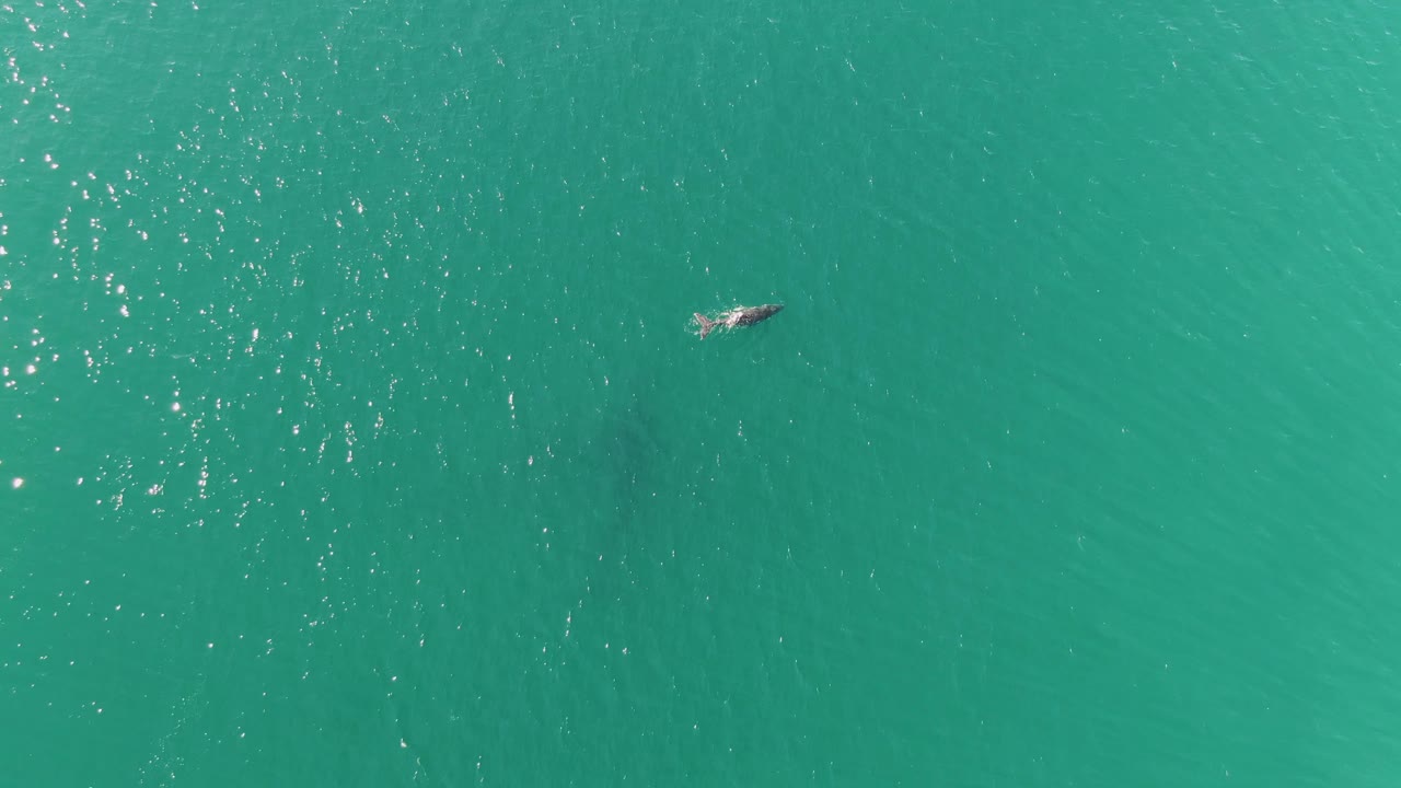 Overhead frame from Punta Gorda Beach, Baja California Sur showing the swimmer near the upper right area while sunlight sparkles across the surrounding turquoise sea.