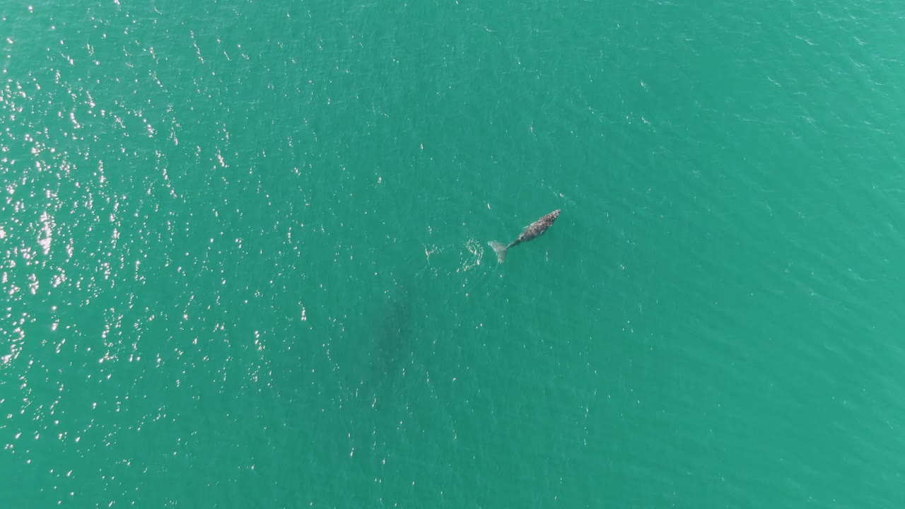 Overhead view of a whale near the upper left of turquoise ocean water at Punta Gorda Beach, Baja California Sur, with scattered sun reflections and no visible people.
