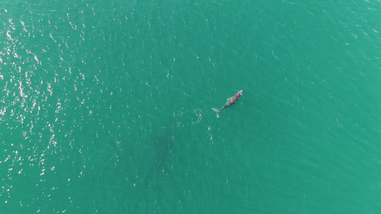 Whale moving through clear green-blue water below bright surface glare.