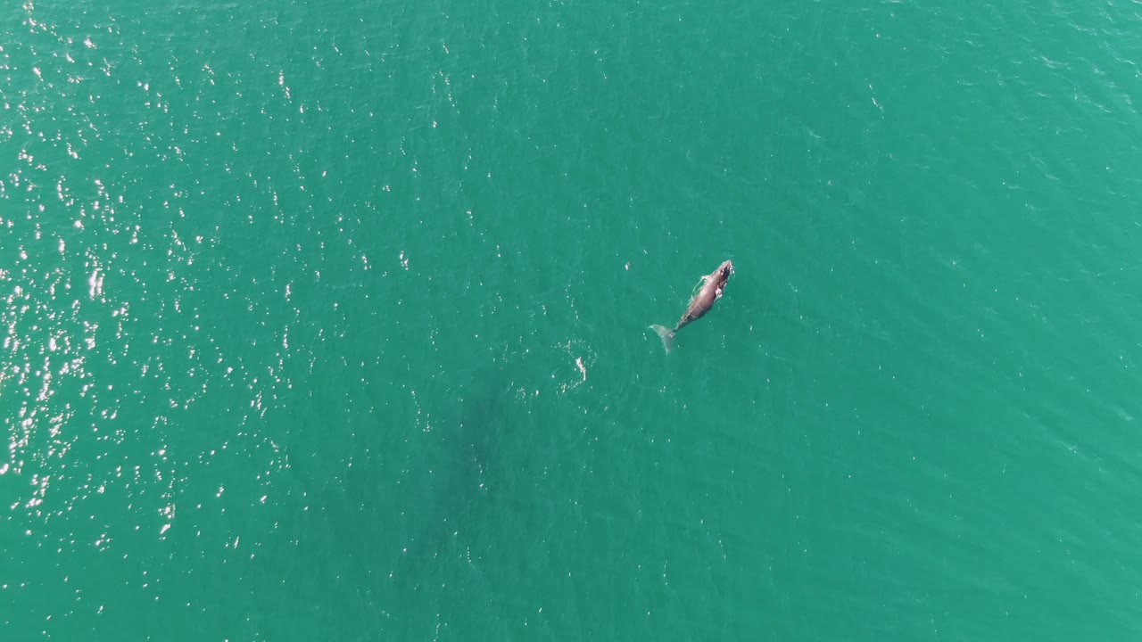 Top-down view of the whale farther to the upper right in turquoise water at Punta Gorda Beach, Baja California Sur, with faint wake texture and no visible people.
