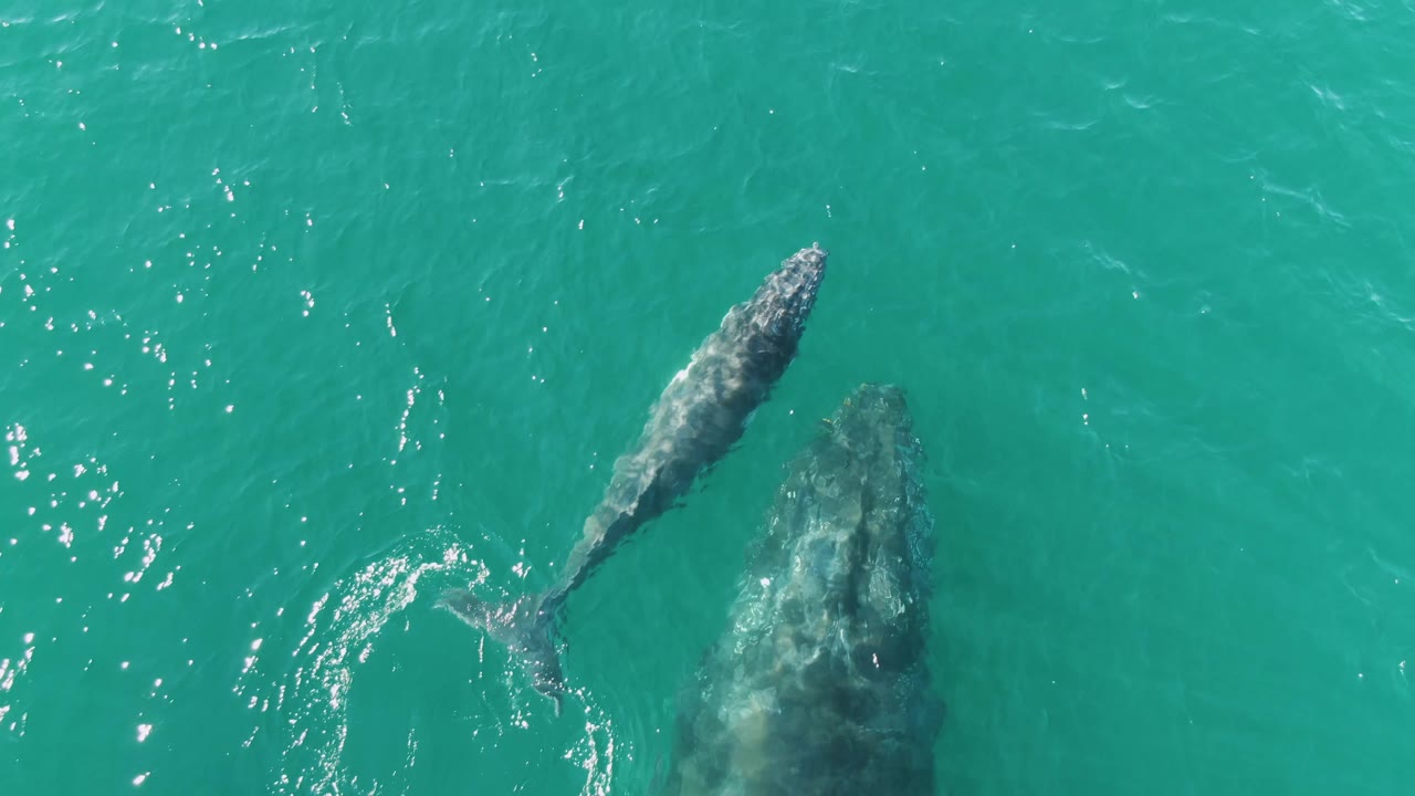 Whale calf swimming near a submerged adult whale in turquoise water.