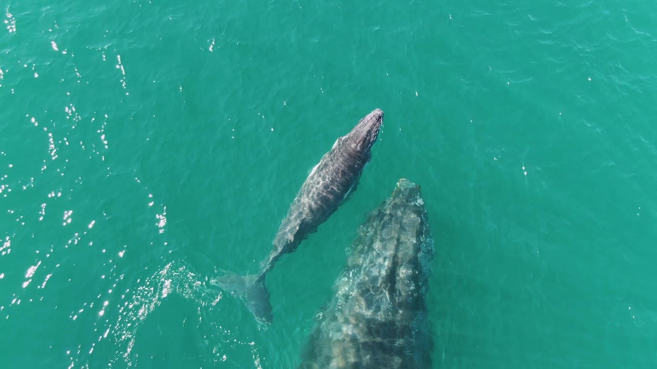At Punta Gorda Beach in Baja California Sur, the whale calf is centered above the adult whale's broad submerged body in clear turquoise water, with no visible people.