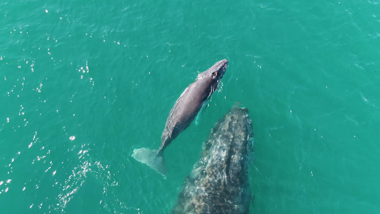 At Punta Gorda Beach in Baja California Sur, the calf appears slightly brighter at the surface while the adult whale remains partly submerged to the lower right, with no visible people.