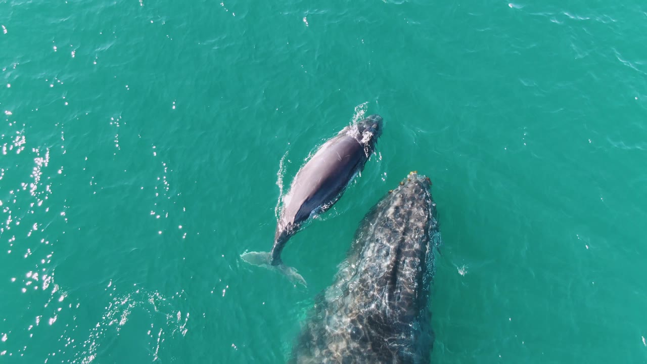 At Punta Gorda Beach in Baja California Sur, the calf moves close to the adult whale's head area, creating a small disturbance on the water surface, with no visible people.