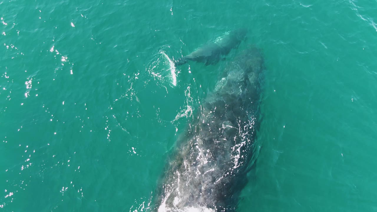 Two whales just below turquoise ocean water seen from above.