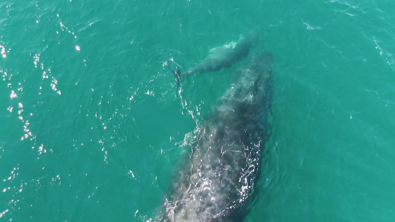 Overhead Punta Gorda Beach frame with the larger whale centered lower in the image, the smaller whale ahead above it, and sparkling ripples across the turquoise ocean with no visible people.