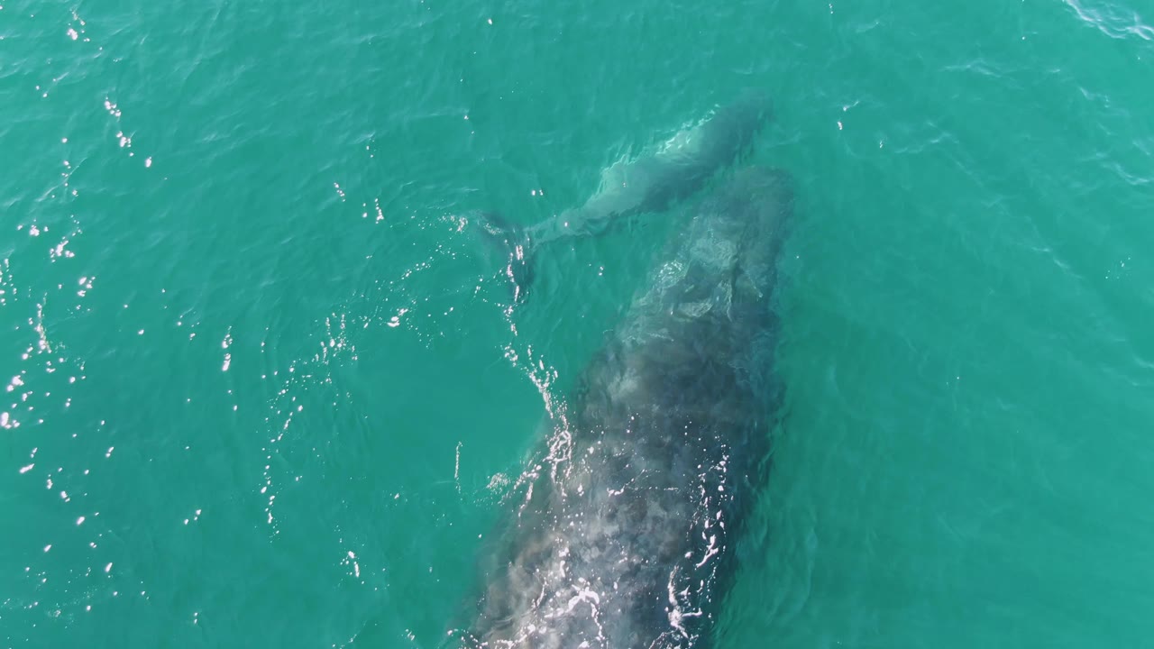 Overhead view in Punta Gorda Beach, Baja California Sur, Mexico with two whales aligned diagonally under clear turquoise water, bright reflections near the animals, and no visible people.