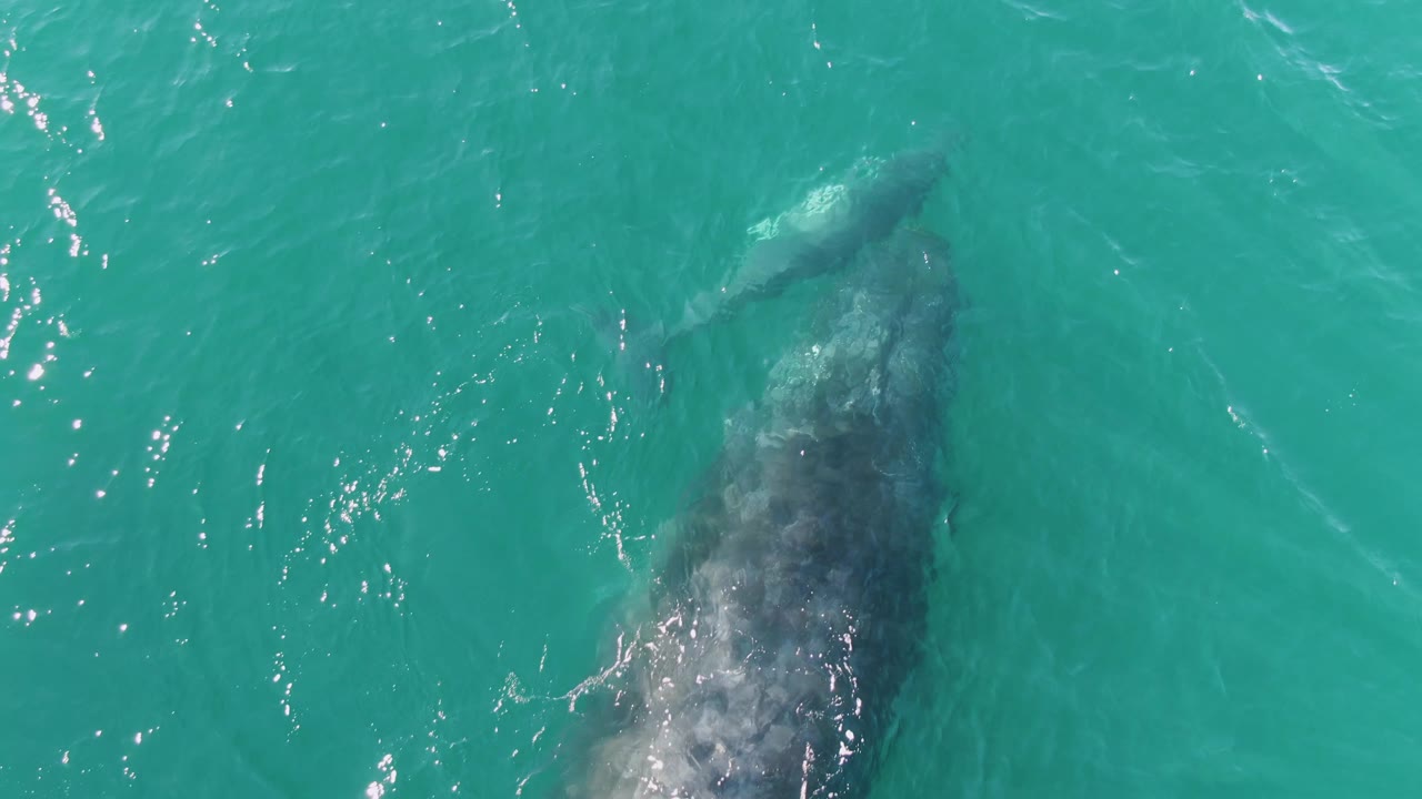 Punta Gorda Beach overhead frame showing the larger whale partly lower in frame and the smaller whale near the upper edge, with soft ripples and no shoreline, boats, or visible people.