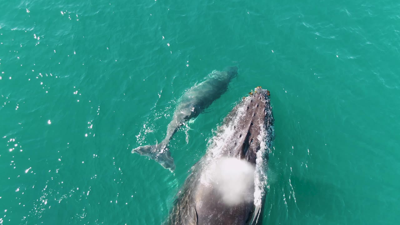 Overhead view at Punta Gorda Beach, Baja California Sur, Mexico, with an adult humpback whale breaking the surface beside a smaller calf in turquoise water and no visible people.