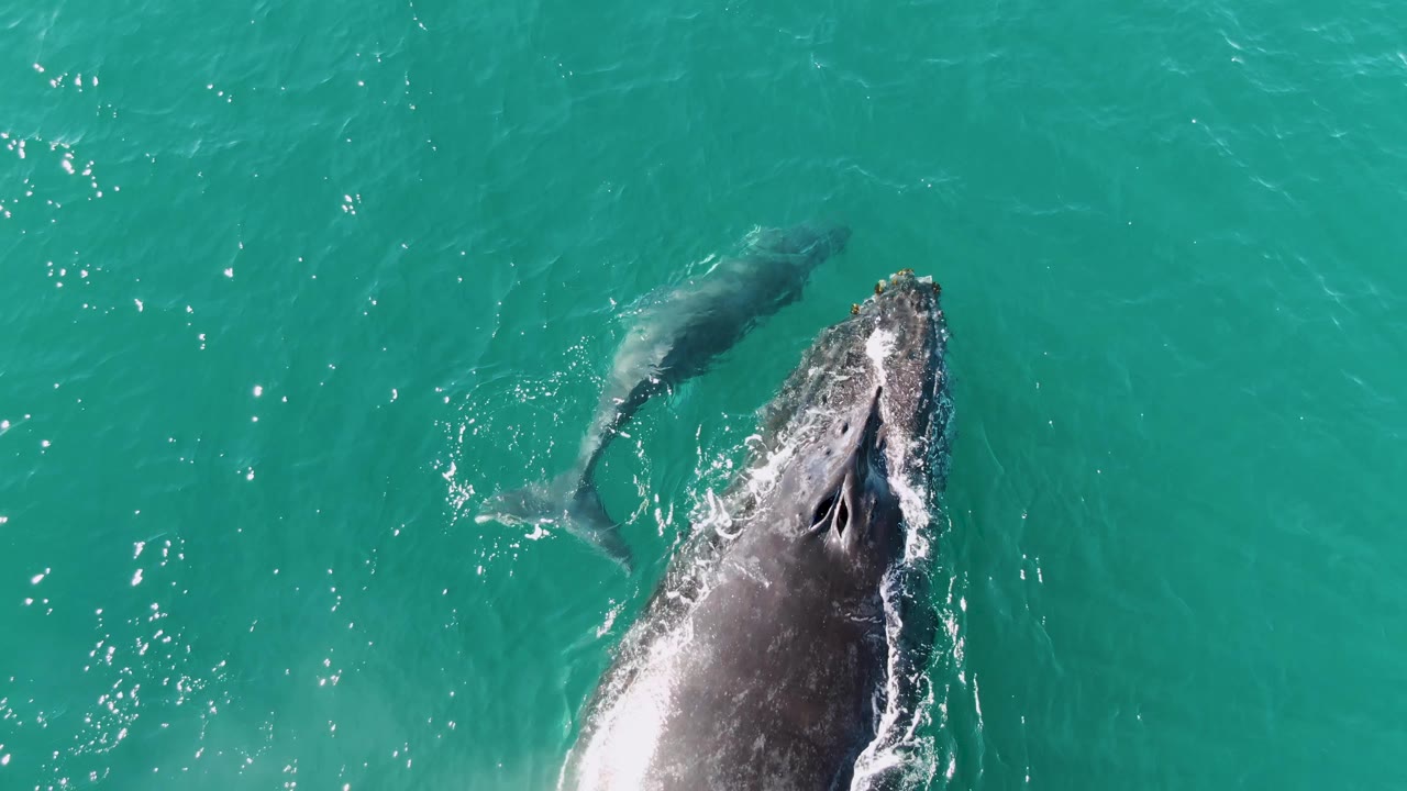 Adult humpback whale head near surface with calf alongside