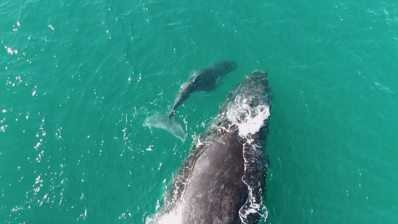 The adult humpback whale rises along the right side of the overhead frame near Punta Gorda Beach, Baja California Sur, while the smaller calf remains visible above it in turquoise water and no people are visible.