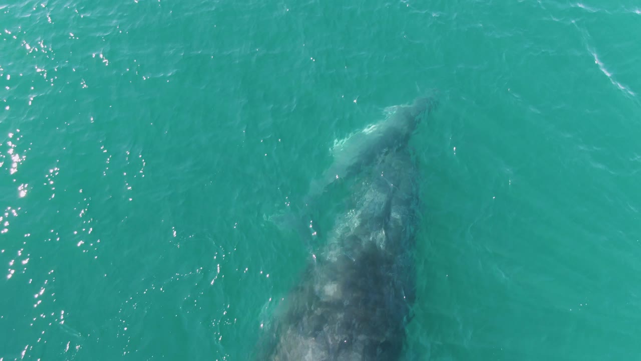 Overhead view at Punta Gorda Beach, Baja California Sur, Mexico, showing an adult whale partly submerged near a smaller calf in turquoise water with no visible people.