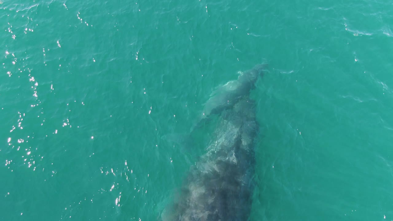 Overhead aerial frame from Punta Gorda Beach showing the larger whale centered lower in frame and the calf close above it, with bright surface glints and no visible people.